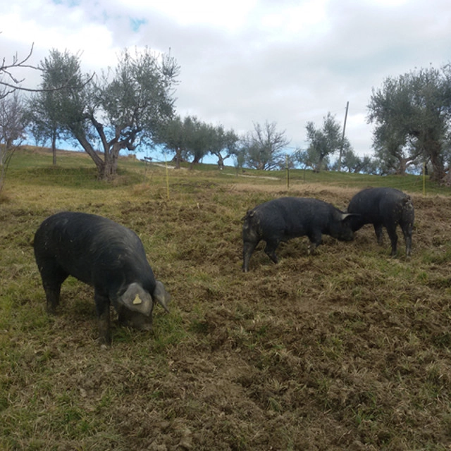 zobacz camping - zdjęcie 1