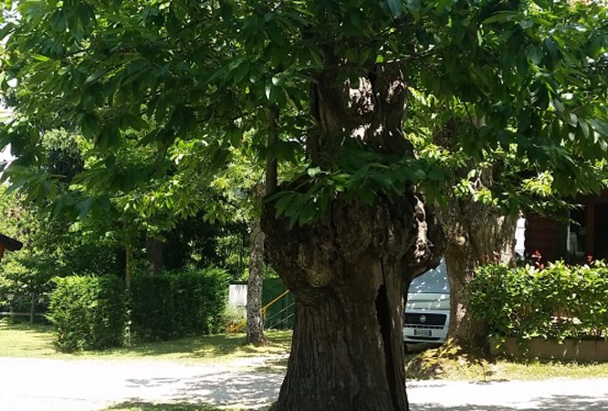 zobacz camping - zdjęcie 6