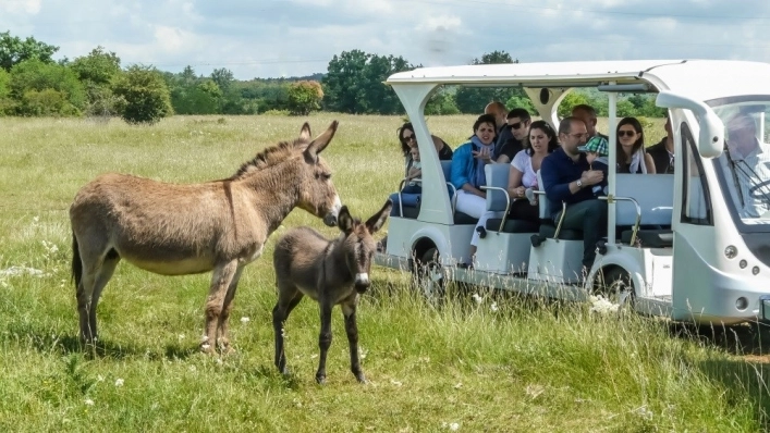 zobacz camping - zdjęcie 14