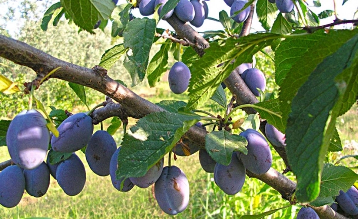 zobacz camping - zdjęcie 11