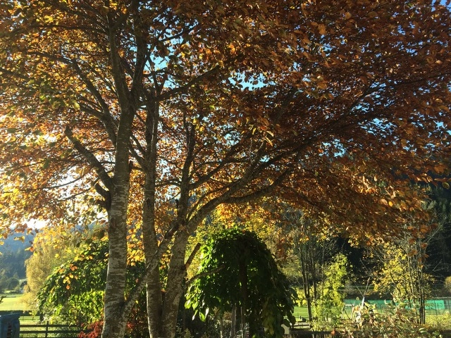 Camping Hobitsch - Camperpark Nockberge - zdjęcie 1