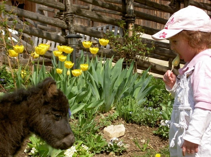 Almenland Camping - zdjęcie 1