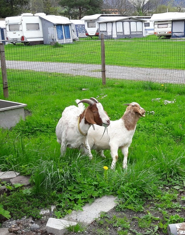 zobacz camping - zdjęcie 3