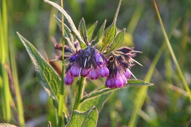 zobacz camping - zdjęcie 4