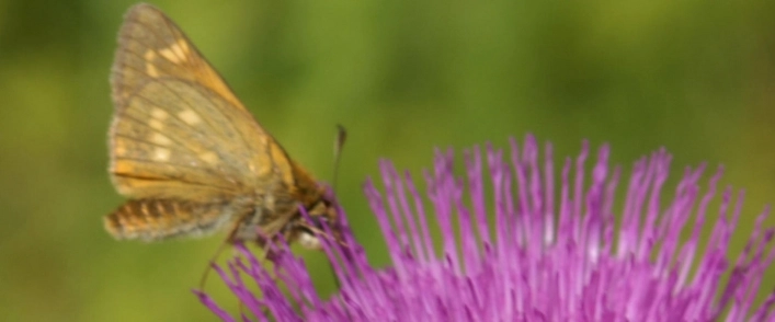 Camp Alpin Seefeld - zdjęcie 2