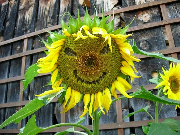 Camping da Bräuhauser - zdjęcie 1