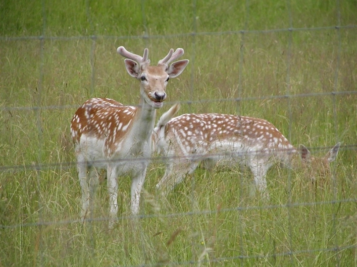zobacz camping - zdjęcie 9