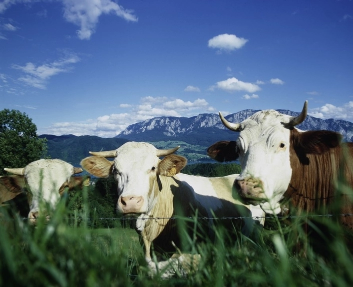 zobacz camping - zdjęcie 13