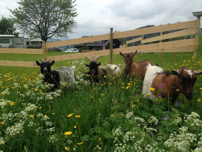 zobacz camping - zdjęcie 18