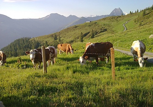 zobacz camping - zdjęcie 13