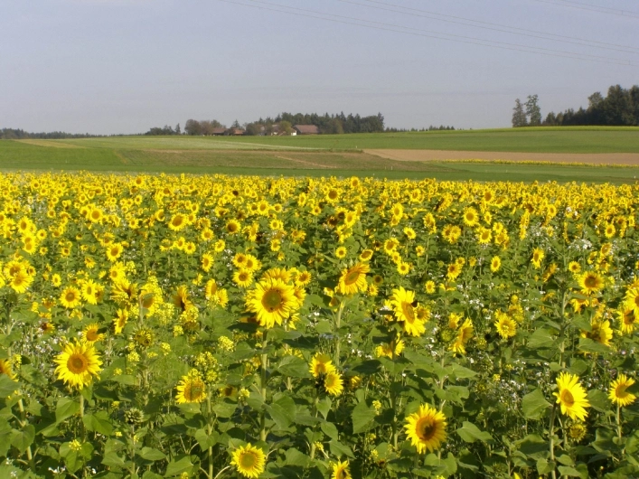 zobacz camping - zdjęcie 16