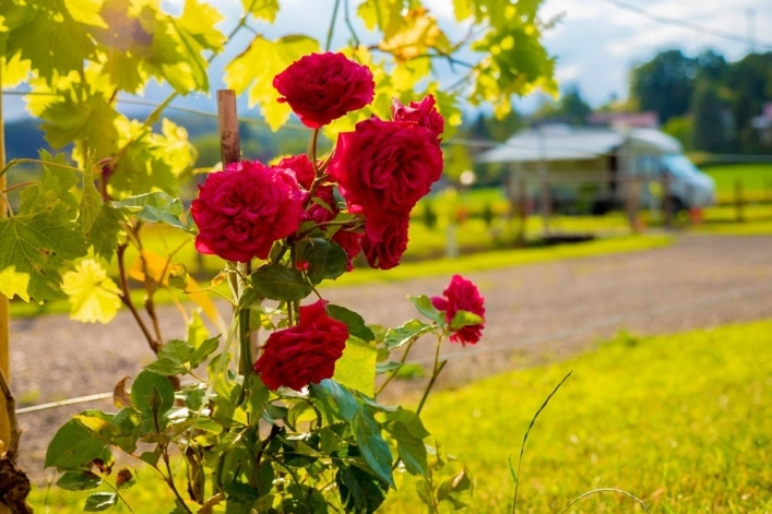 zobacz camping - zdjęcie 9