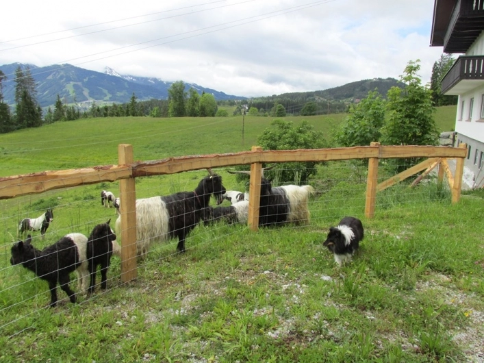 Reitercamp Ortnerhof - zdjęcie 3