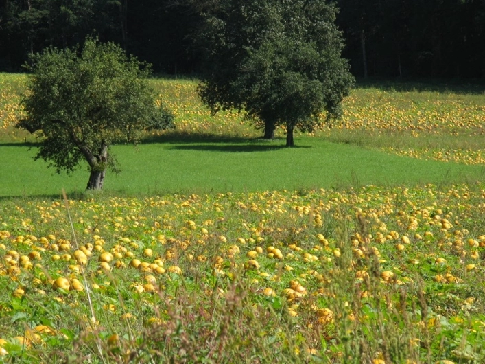 zobacz camping - zdjęcie 8