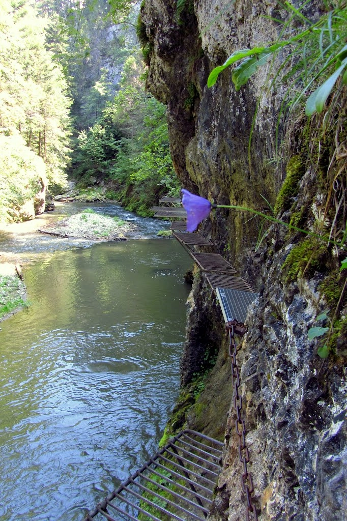 Autocamping Podlesok - zdjęcie 2