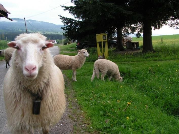 zobacz camping - zdjęcie 20