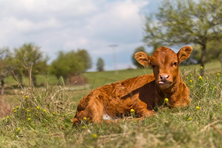 zobacz camping - zdjęcie 29