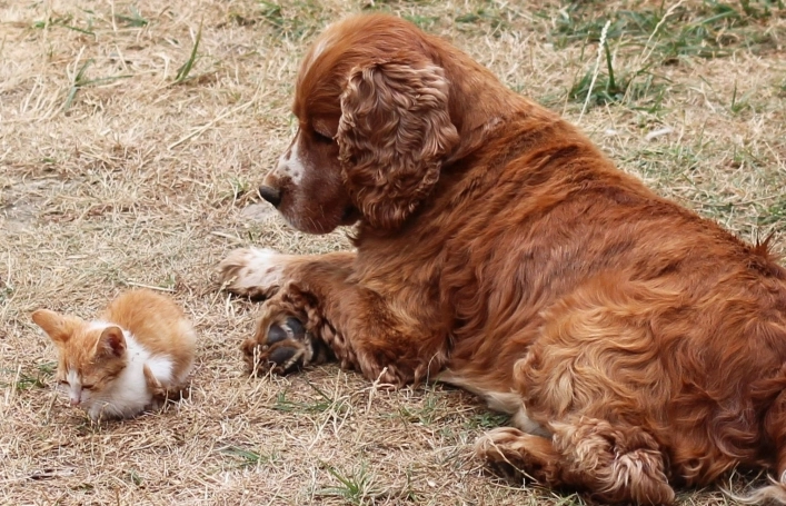 zobacz camping - zdjęcie 9