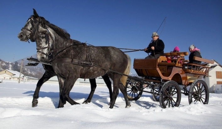 Villa Betula Camping*** - zdjęcie 2