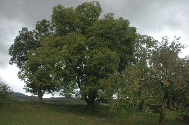 Kemping Penzión Sokol * - zdjęcie 1