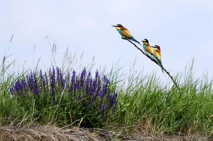 zobacz camping - zdjęcie 9