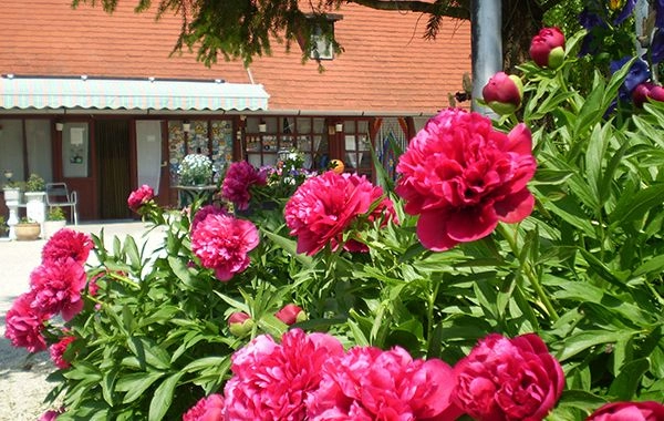 zobacz camping - zdjęcie 29