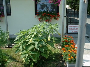 zobacz camping - zdjęcie 21