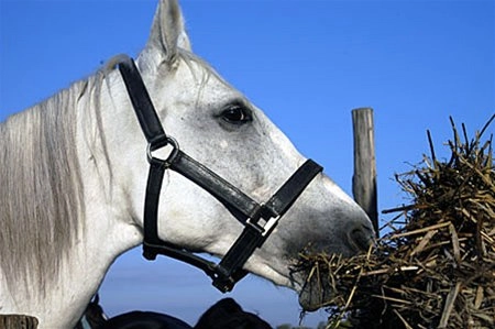 Campingplatz Somodi Tanya - zdjęcie 2