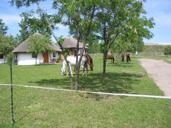 Galopp Major - zdjęcie 3