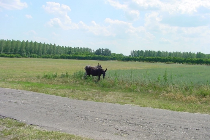 Hongarije Poesta Mini-Camping - zdjęcie 4