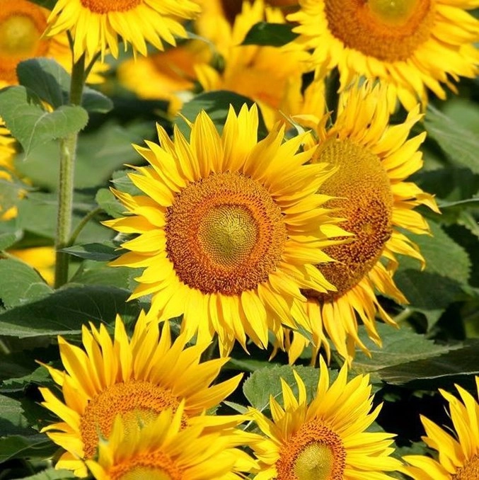 Minicamping Tanyariaad - zdjęcie 4