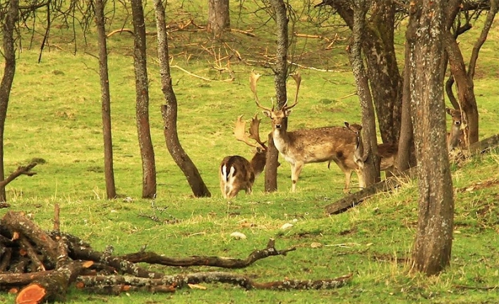 zobacz camping - zdjęcie 19