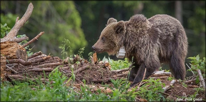 zobacz camping - zdjęcie 17