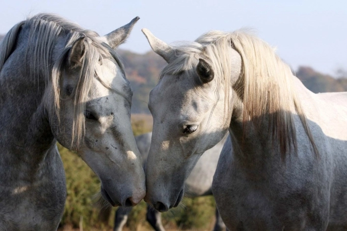 zobacz camping - zdjęcie 13