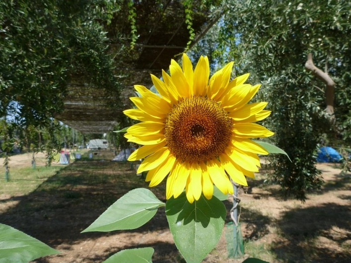 zobacz camping - zdjęcie 38