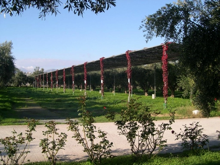 Camping Meltemi - zdjęcie 4