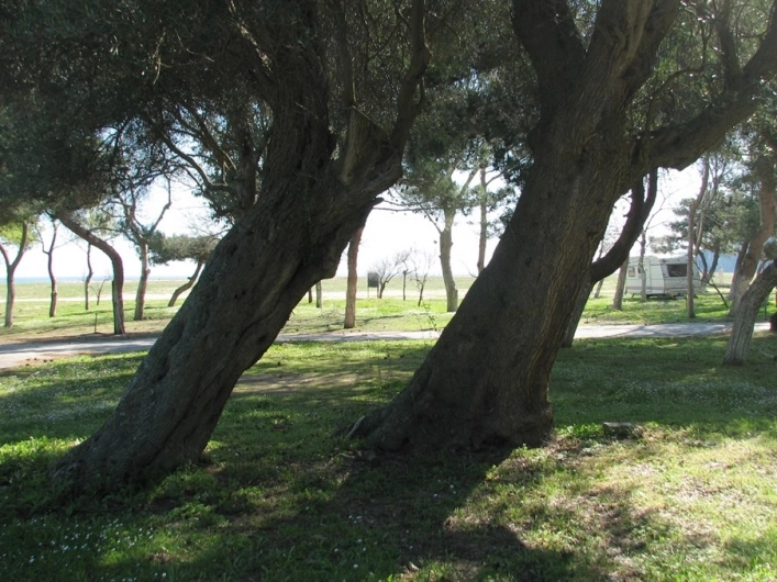 Thalatta Kalamitsi Village Camp - zdjęcie 3