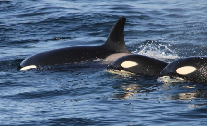 zobacz camping - zdjęcie 9