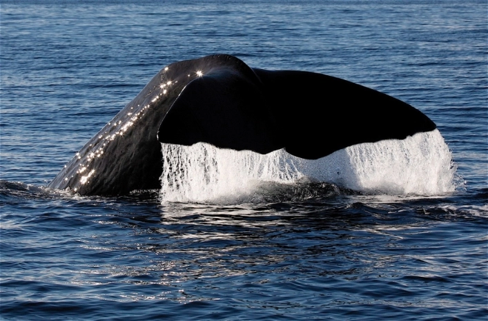 zobacz camping - zdjęcie 4