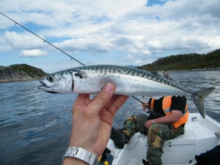 zobacz camping - zdjęcie 13