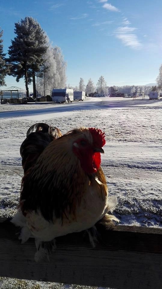 zobacz camping - zdjęcie 25