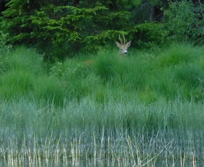 zobacz camping - zdjęcie 17