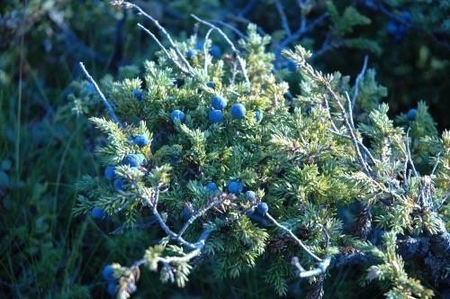 zobacz camping - zdjęcie 33