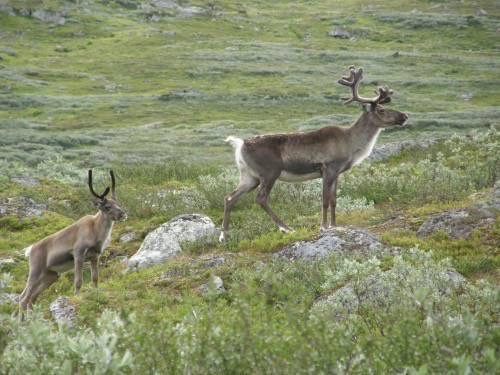 zobacz camping - zdjęcie 28