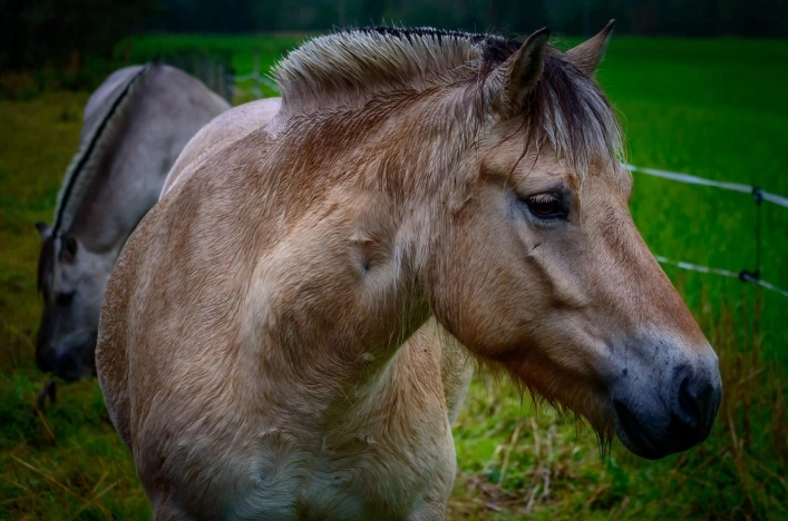 Briksdalsbre Fjellstove - zdjęcie 4