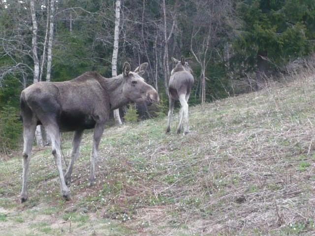 Buøy Camping Dalen - zdjęcie 1