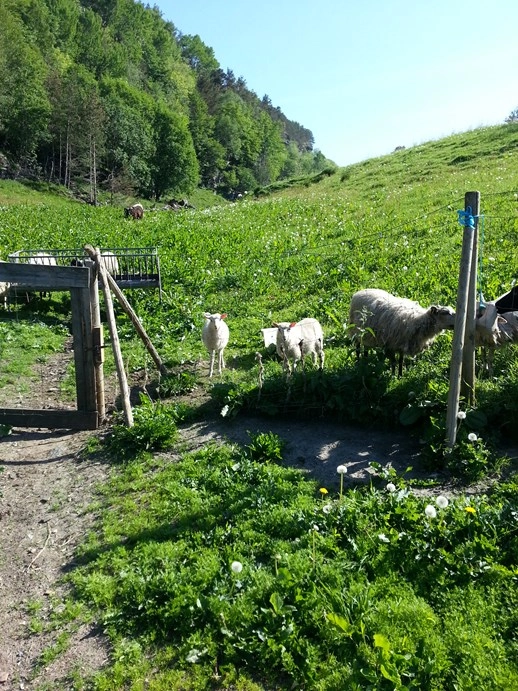 Camping Vassel Gård - zdjęcie 4