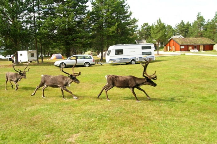 zobacz camping - zdjęcie 8