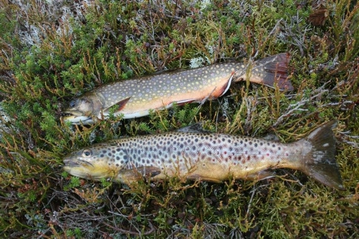 zobacz camping - zdjęcie 29