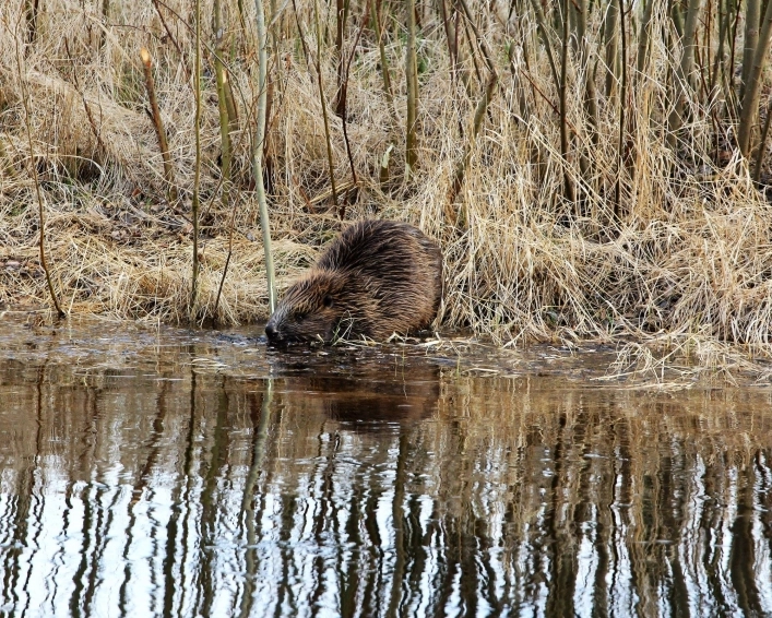zobacz camping - zdjęcie 17
